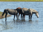 Afkoelen in de waterplassen langs het bouwland